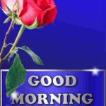 Dark blue red rose in beautiful stem on buckground